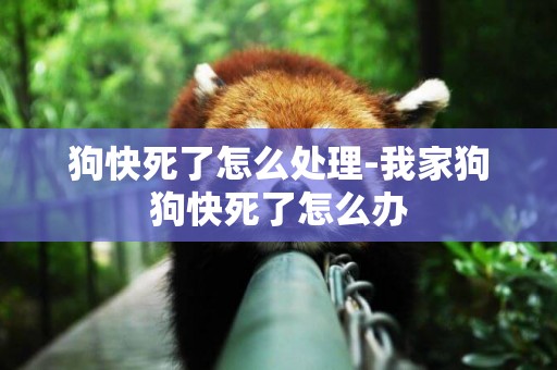 狗快死了怎么處理-我家狗狗快死了怎么辦