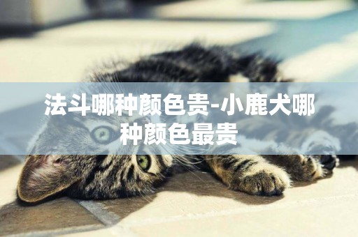 法斗哪種顏色貴-小鹿犬哪種顏色最貴