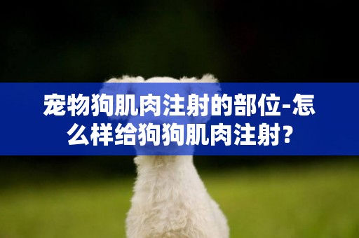 寵物狗肌肉注射的部位-怎么樣給狗狗肌肉注射？