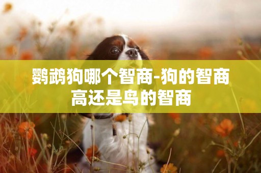 鸚鵡狗哪個智商-狗的智商高還是鳥的智商
