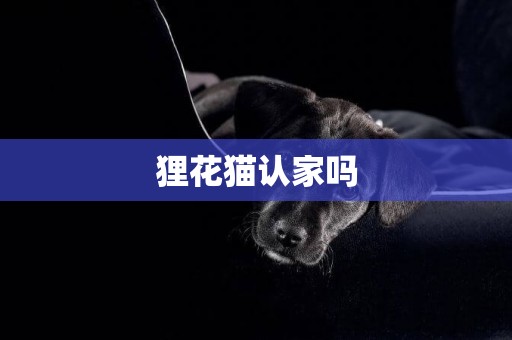 貍花貓認家嗎