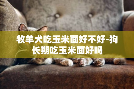 牧羊犬吃玉米面好不好-狗長期吃玉米面好嗎