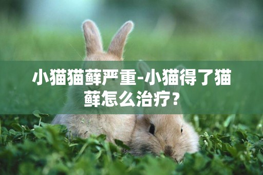 小貓貓蘚嚴重-小貓得了貓蘚怎么治療？