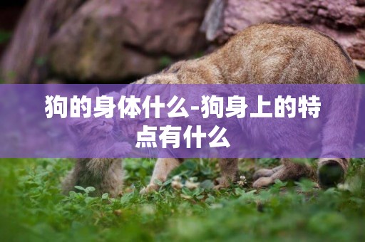 狗的身體什么-狗身上的特點有什么