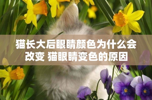 貓長大后眼睛顏色為什么會改變 貓眼睛變色的原因