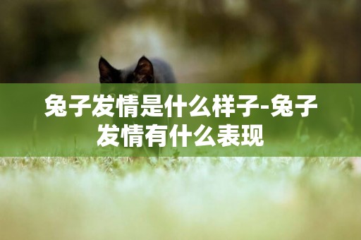 兔子發情是什么樣子-兔子發情有什么表現