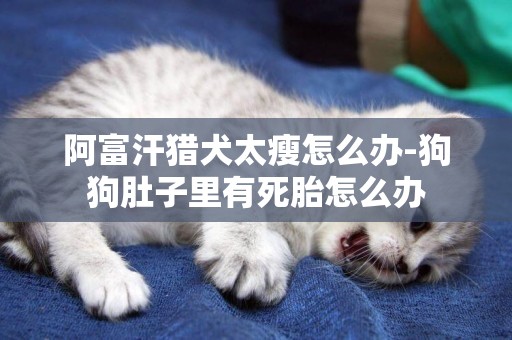 阿富汗獵犬太瘦怎么辦-狗狗肚子里有死胎怎么辦