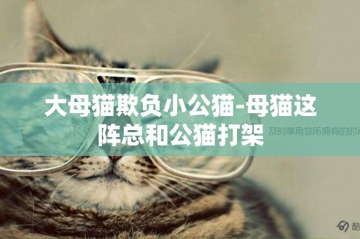 大母貓欺負小公貓-母貓這陣總和公貓打架