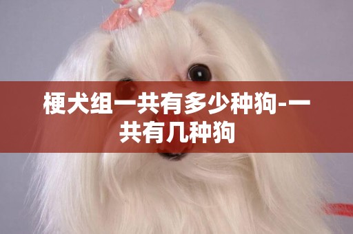 梗犬組一共有多少種狗-一共有幾種狗