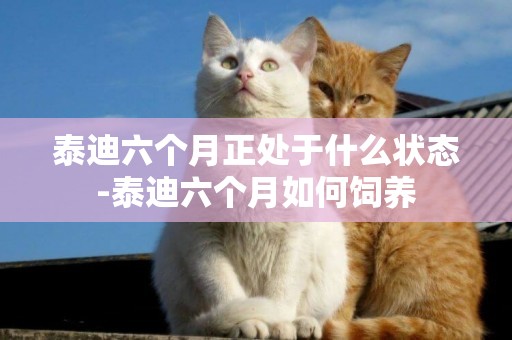 泰迪六個月正處于什么狀態-泰迪六個月如何飼養