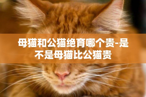 母貓和公貓絕育哪個貴-是不是母貓比公貓貴