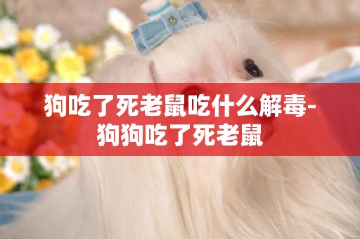 狗吃了死老鼠吃什么解毒-狗狗吃了死老鼠