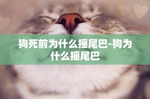 狗死前為什么搖尾巴-狗為什么搖尾巴