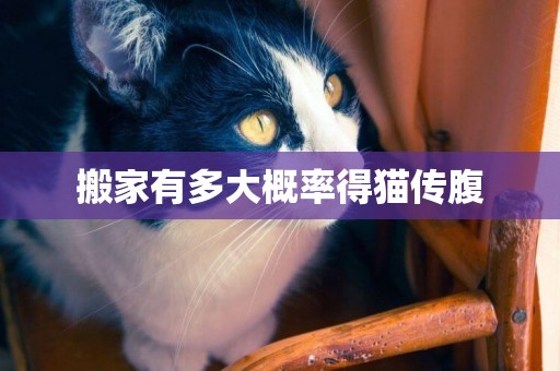 搬家有多大概率得貓傳腹
