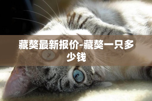 藏獒最新報價-藏獒一只多少錢