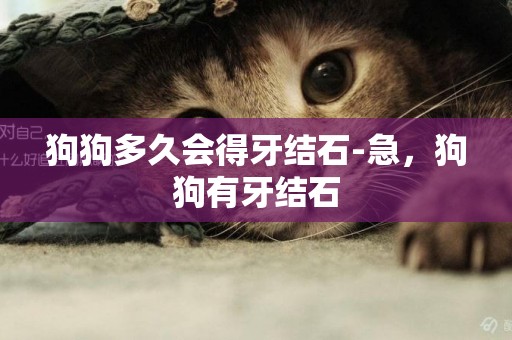 狗狗多久會得牙結石-急，狗狗有牙結石