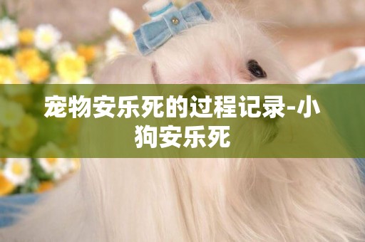 寵物安樂死的過程記錄-小狗安樂死
