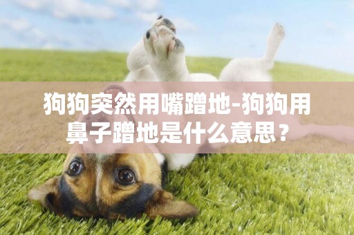 狗狗突然用嘴蹭地-狗狗用鼻子蹭地是什么意思？