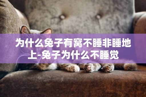 為什么兔子有窩不睡非睡地上-兔子為什么不睡覺