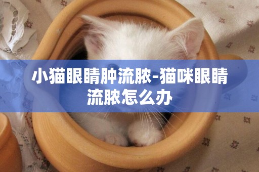 小貓眼睛腫流膿-貓咪眼睛流膿怎么辦