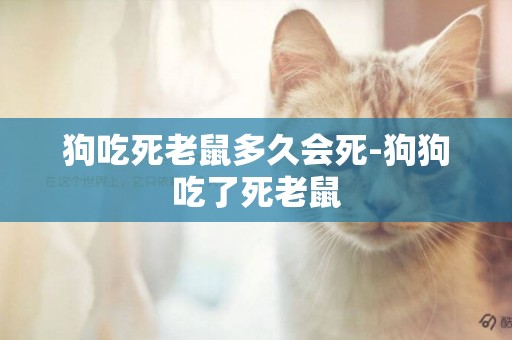 狗吃死老鼠多久會死-狗狗吃了死老鼠