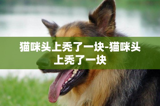 貓咪頭上禿了一塊-貓咪頭上禿了一塊
