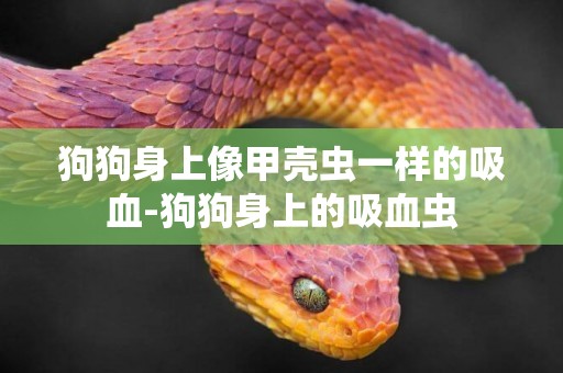 狗狗身上像甲殼蟲一樣的吸血-狗狗身上的吸血蟲