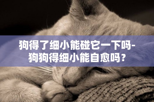 狗得了細小能碰它一下嗎-狗狗得細小能自愈嗎？