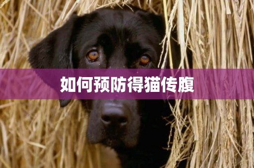 如何預防得貓傳腹