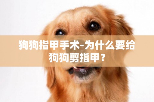 狗狗指甲手術-為什么要給狗狗剪指甲？