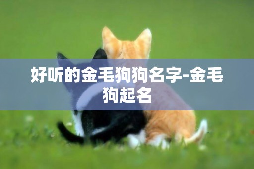 好聽的金毛狗狗名字-金毛狗起名