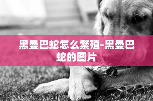 黑曼巴蛇怎么繁殖-黑曼巴蛇的圖片