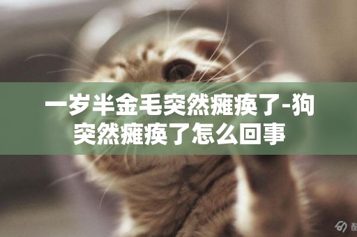 一歲半金毛突然癱瘓了-狗突然癱瘓了怎么回事
