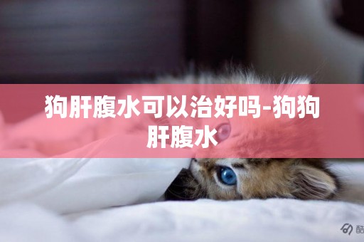 狗肝腹水可以治好嗎-狗狗肝腹水