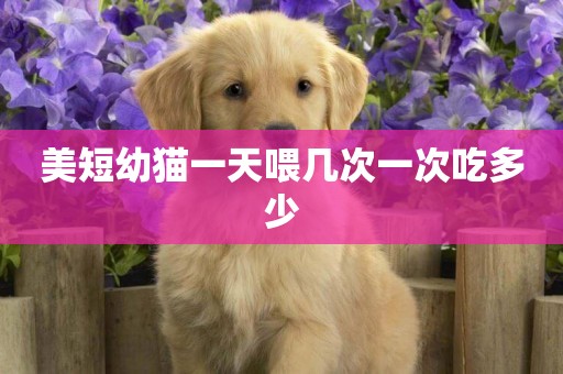 美短幼貓一天喂幾次一次吃多少