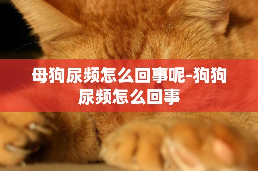 母狗尿頻怎么回事呢-狗狗尿頻怎么回事