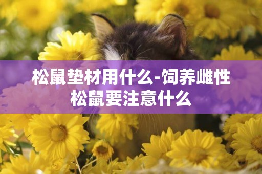 松鼠墊材用什么-飼養雌性松鼠要注意什么