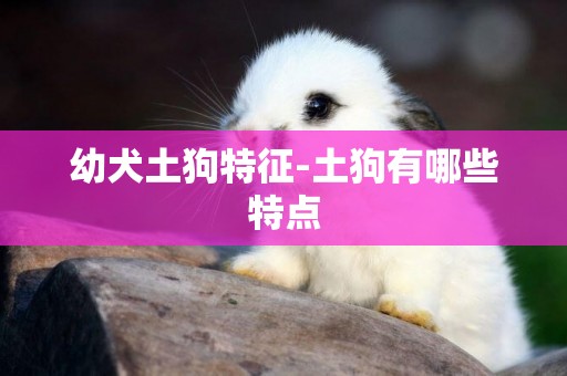 幼犬土狗特征-土狗有哪些特點