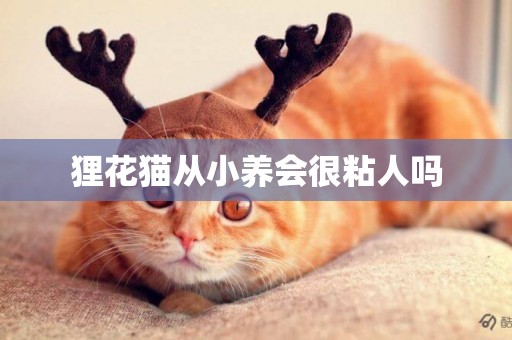 貍花貓從小養會很粘人嗎