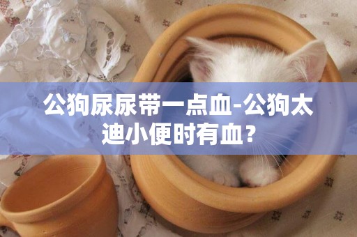 公狗尿尿帶一點血-公狗太迪小便時有血？
