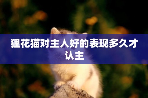 貍花貓對主人好的表現多久才認主