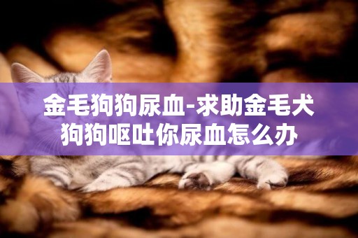 金毛狗狗尿血-求助金毛犬狗狗嘔吐你尿血怎么辦