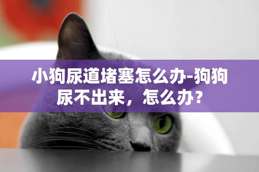 小狗尿道堵塞怎么辦-狗狗尿不出來，怎么辦？