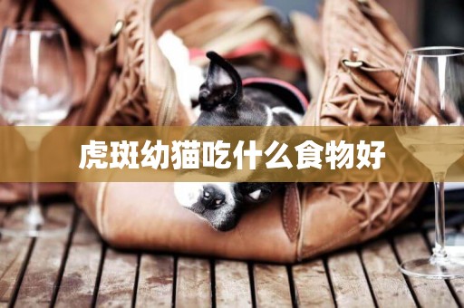虎斑幼貓吃什么食物好