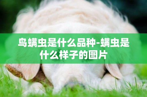 鳥螨蟲是什么品種-螨蟲是什么樣子的圖片