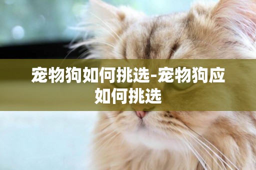 寵物狗如何挑選-寵物狗應如何挑選