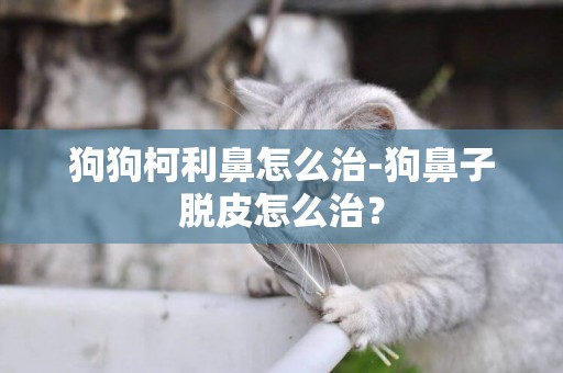 狗狗柯利鼻怎么治-狗鼻子脫皮怎么治？