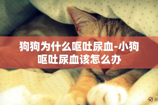 狗狗為什么嘔吐尿血-小狗嘔吐尿血該怎么辦