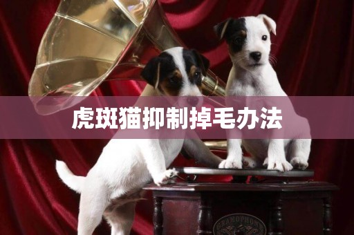 虎斑貓抑制掉毛辦法