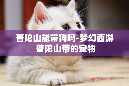 普陀山能帶狗嗎-夢幻西游 普陀山帶的寵物